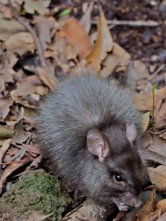 Norway rat (Rattus norvegicus)