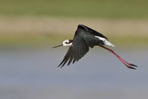 White-backed Stilt (Himantopus melanurus) in flight in Bolivia, South America