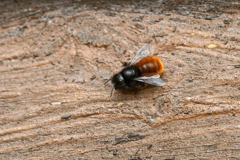 Horned mason bee (Osmia cornuta), insect hotel, Oberhausen, Ruhr area, North Rhine-Westphalia,
