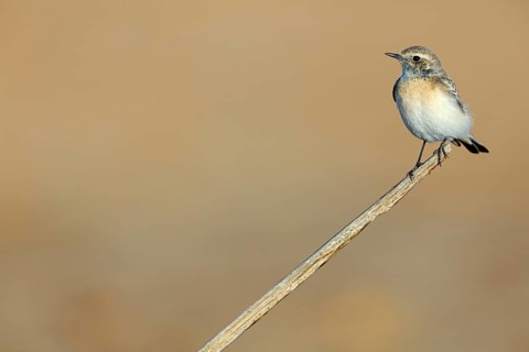 Pied Wheatear, Oenanthe pleschanka, Traquet pie, Collalba Pía Salalah, Muntasar oasis, Dhofar, Oman