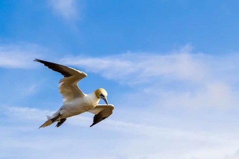 Northern Gannet (Morus bassanu), aerial photograph, blue sky, Heligoland, Schleswig-Holstein,