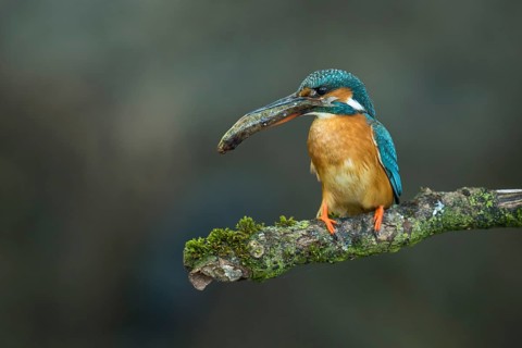 Common Kingfisher (Alcedo atthis) female perched on a branch with a fish in its beak, Lower Saxony,