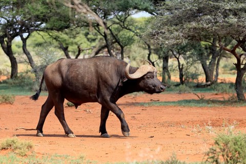 Cape buffalo (Syncerus caffer), adult, foraging, running, Mokala National Park, Northern Cape,