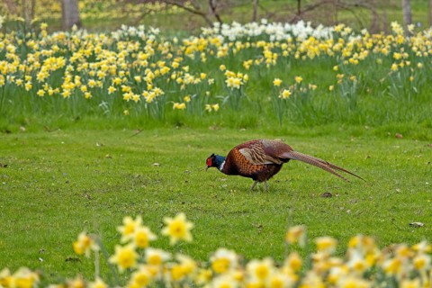 Daffodils, Pheasant (Phasianus colchicus), Batsford Arboretum, Moreton-in-Marsh, Cotswolds,