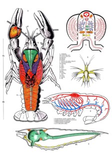 Animal anatomy, crayfish, anatomical presentation, structure of a crayfish, astacoidea, with