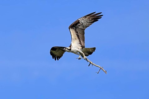 Osprey (Pandion haliaetus carolinensis), adult, flying, with nesting material, Paynes Prairie