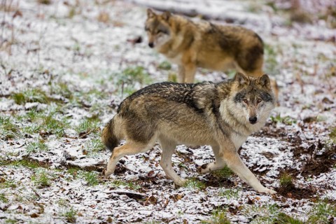 Two eurasian gray wolves (Canis lupus lupus) walk over a snowy meadow in an open forest