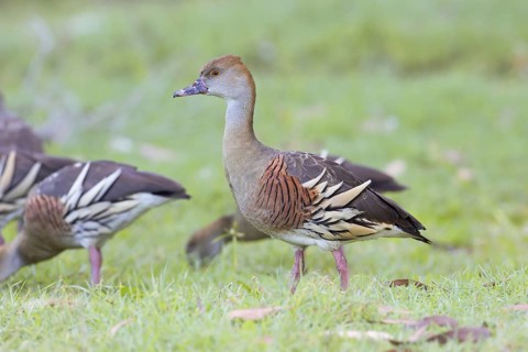 Plumed Whistling Duck (Dendrocygna eytoni) foraging, Queensland, Australia