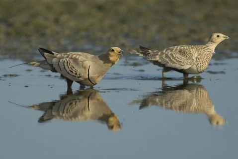 Chestnut-bellied Sandgrouse (Pterocles exustus) pair, Oman