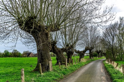 Pollarded willows in the Momm-Niederung nature reserve, part of the Rhine foreland nature reserve