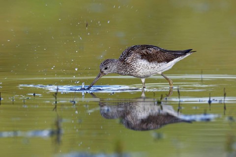 Common Greenshank (Tringa nebularia) foraging, Saxony-Anhalt, Germany