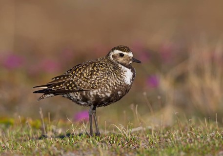 Manitoba, Canada female