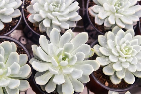 Various types of succulent in flower pots in the greenhouse. Closeup, selective focus