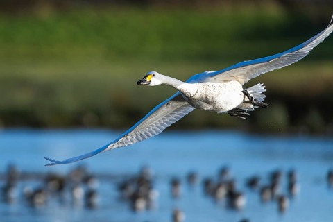 Tundra Swan, Bewick's Swan, Cygnus columbianus in flight at winter in Slimbridge, England, United