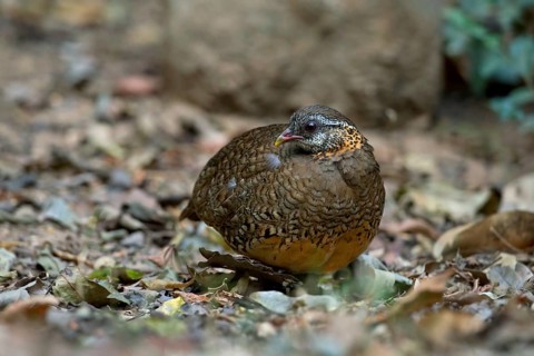 Green-legged Partridge (Arborophila chloropus), Kaeng Krachan, Thailand