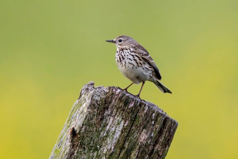 Meadow Pipit (Anthus pratensis) perched on pale, North Rhine-Westphalia, Germany