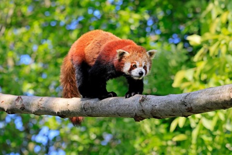 Western Red panda Ailurus fulgens), adult, on tree trunk, running, captive, Himalayas, Central Asia