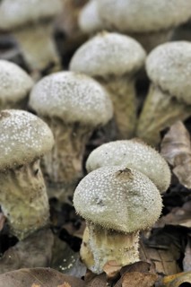 Pestle puffball, long-stemmed puffball (Handkea excipuliformis) (Calvatia excipuliformis)