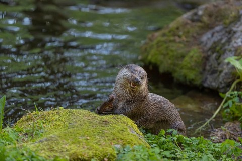 One Eurasian otter (Lutra lutra), sitting on a mossy rock and eating a fresh caught fish