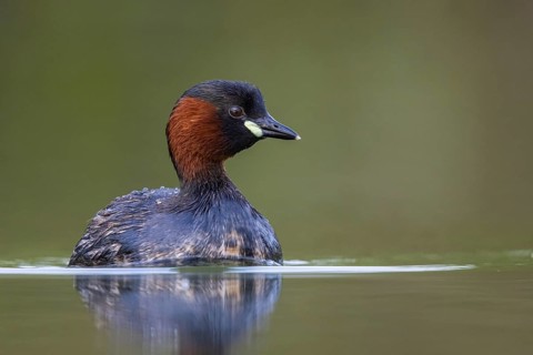 Little Grebe (Tachybaptus ruficollis), North Rhine-Westphalia, Germany