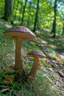 Greyhedel, hornbeam rouge, hornbeam rouge bolete, hornbeam bolete, leccinellum pseudoscabrum,