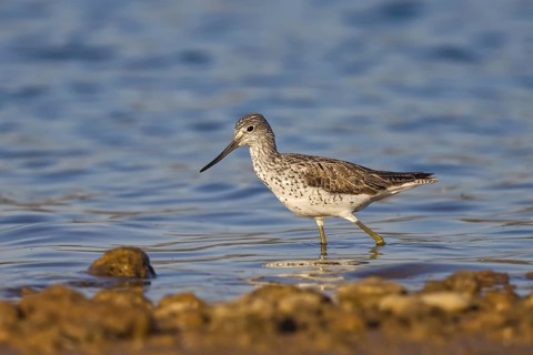 Common Greenshank (Tringa nebularia), North Rhine-Westphalia, Germany