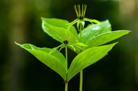 Three-leaf family, unicereal, paris quadrifolia, trilliaceae, four-leaf uniceberry, flora,