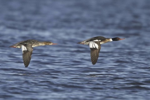 Red-breasted Merganser (Mergus serrator) flying, Manitoba, Canada
