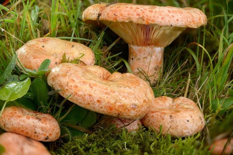 Real irritant, pine blood irritant, lactarius deliciosus, delicious milk cap, noble stimulant,