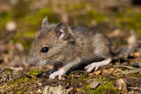 Apodemus sylvaticus, long-tailed field mouse, rodents, rodentia, woodmouse, adolescent, juvenile,