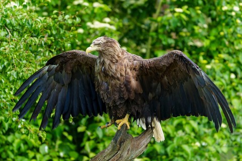 An eagle with outstretched wings stands on a tree trunk in the middle of nature, white-tailed eagle