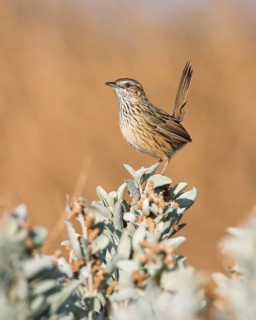 Striated Fieldwren (Calamanthus fuliginosus) perched on a branch, Victoria, Australia
