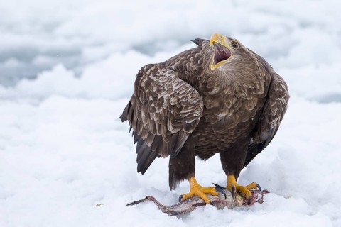 White-tailed Eagle (Haliaeetus albicilla) calling on snow with fish prey, Hokkaido, Japan