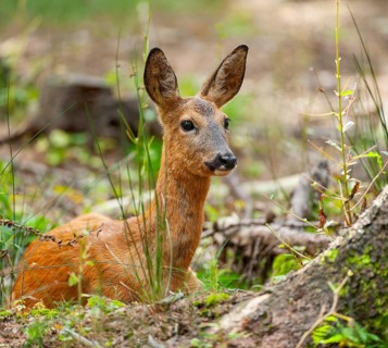 Roe deer (Capreolus capreolus) with summer coat lying in the forest, Saxony, Germany
