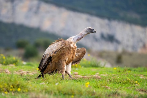 Griffon Vulture (Gyps fulvus) sitting on a flowering meadow in autumn, Pyrenees, Catalonia, Spain
