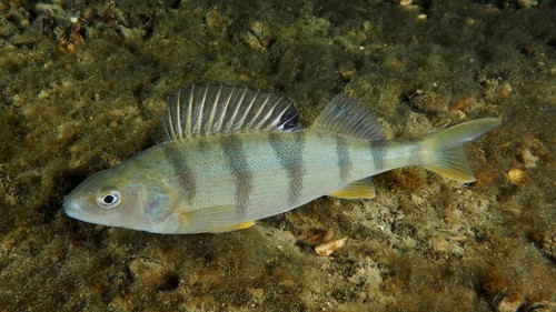 Fish with stripes, perch (Perca fluviatilis), Egli, lies on sandy ground under water. Dive site