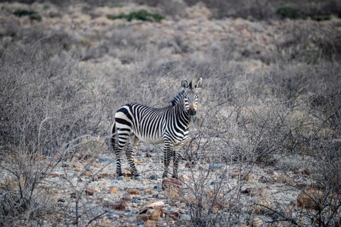 Mountain zebra, Namib-Naukluft Park, Hardap, Namibia