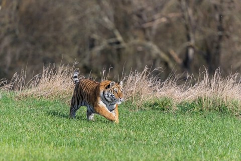 One young female Siberian Tiger, Panthera tigris altaica, running over a green meadow in front of