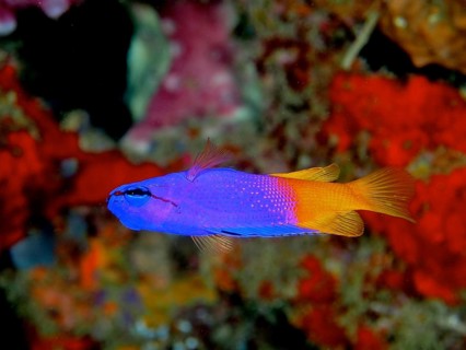 A purple and orange King Fairy Wrasse (Gramma loreto) swims against a vibrant red and green