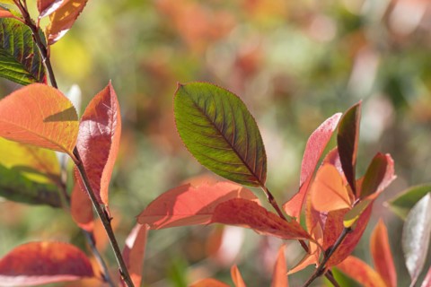 Black chokeberry (Aronia melanocarpa), Treptower Park Berlin, Anchers Havecenter, Berlin, Berlin,