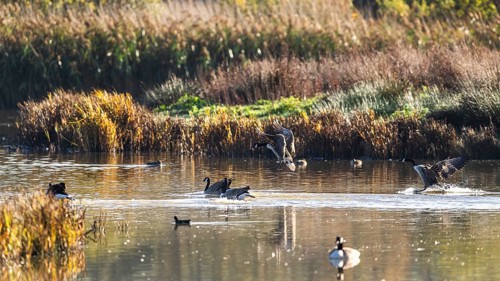 Canada Goose, Branta Canadensis, birds in flight over marshes