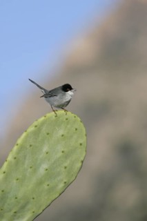 Sardinian Warbler (Sylvia melanocephala) male singing, Murcia, Spain