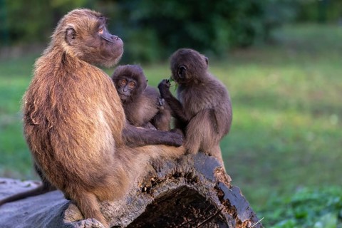 One female with 2 baby Gelada (Theropithecus gelada), or bleeding-heart monkey sitting on a log,