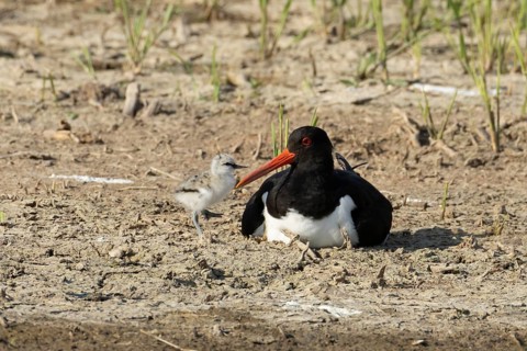 Eurasian oystercatcher (Haematopus ostralegus) adult wading bird seemingly having adopted a Pied