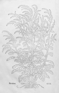 Beetroot, beetroot (Beta vulgaris), woodcut by Leonhart Fuchs, from New Kreüterbuch, neues