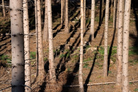 Coniferous forest near Bad Karlshafen, Upper Weser Valley, Weser Uplands, Weserbergland, Hesse,