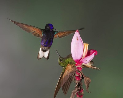 A Velvet-purple Coronet (left) and a Buff-tailed Coronet fight over a prized flower. These are 2 of