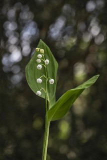 Lily of the valley (Convallaria majalis), Emsland, Lower Saxony, Germany