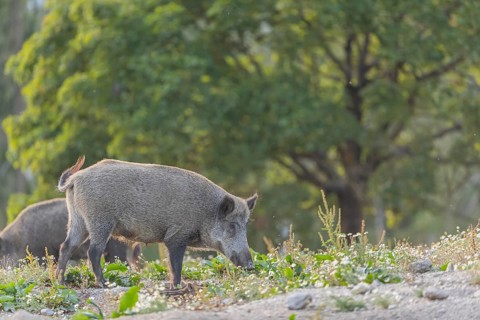 Two adult wild boar or wild pig (Sus scrofa) searching for food on a flowering meadow in late