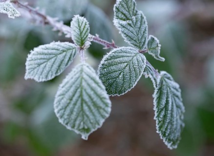 Blackberry (Rubus sectio Rubus), leaves with hoarfrost, shallow depth of field, Thuringia, Germany